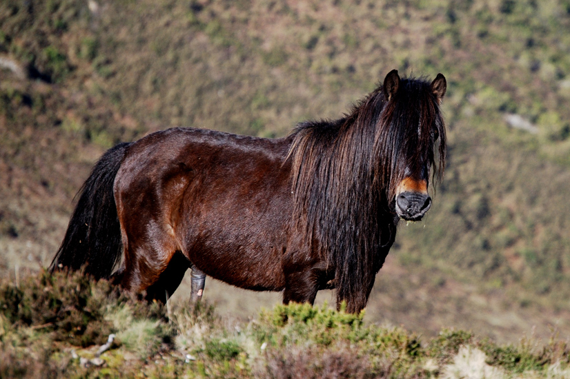 Asturcon Horses